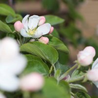 цветение яблони :: Iamliliia 