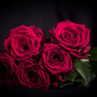 розы :: Марина Зяблова