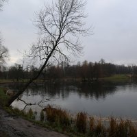 Поздняя осень в Гатчинском парке :: Елена Разумилова