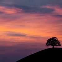 " Древо жизни " / Switzerland :: Anatoliy_ photographer