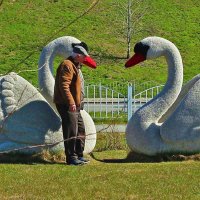 Июнь...Иду к моим лебедушкам! :: Владимир 