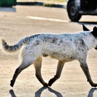 Собакен торопится по своим собачьим делам. :: Восковых Анна Васильевна 