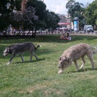 в Ново-Манежном сквере :: zavitok *