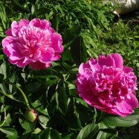 В Зарайске цветут пионы :: Лидия Бусурина