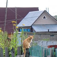 Премьера песни "Веники меня не остановят!" :: Валерий Судачок