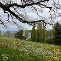 Майнау- остров цветов в Боденском озере...... :: Галина 