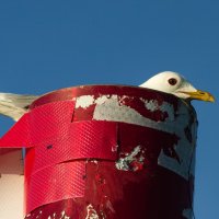 Black-headed gull | 2 :: Sergey Sonvar