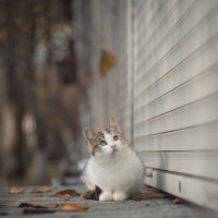 Кошечка в осеннем парке. :: Анатолий Щербак