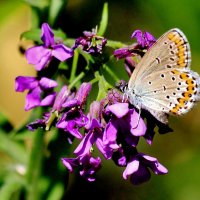 Бабочка Голубянка на ночной фиалке. :: Восковых Анна Васильевна 