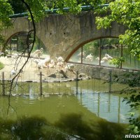 В ростовском зоопарке :: Нина Бутко