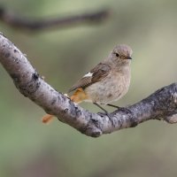 Сибирская горихвостка. :: Виктор Иванович Чернюк