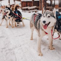 Вместе дружно... :: Aleksey Zaikin