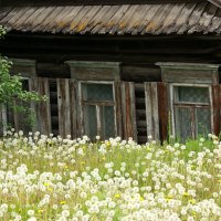 Старый домик в одуванчиках... :: Нэля Лысенко