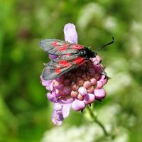 Пестрянка :: Милешкин Владимир Алексеевич 