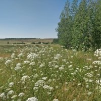 Белые цветы... :: Андрей Хлопонин