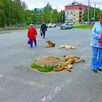 Июль...Утро.Жара! :: Владимир 