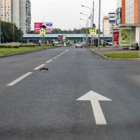 Рано утром в городе белки летают на дорогой :: Валерий Иванович