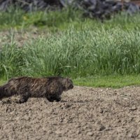 Возращение блудного кота... :: Николай Саржанов