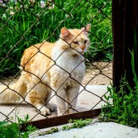 А на улице Родионовской живёт кот Родион,,,) :: Анатолий Колосов