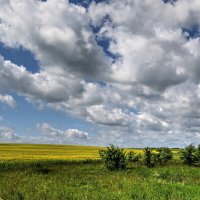 летнее небо :: Марина Черепкова