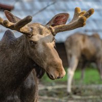 лось :: аркадий 