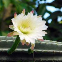 Цветок кактуса. :: Валерьян 