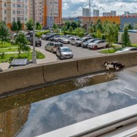 Эх, фотограф! Обломал охоту! :: Валерий Иванович