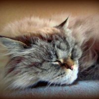 Спящий кот :: Сергей Карачин
