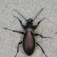 Жужелица Carabus regalis :: Станислав С.