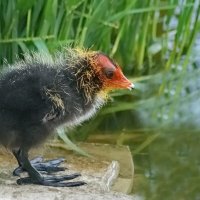 А я маленький такой... :: Николай Саржанов