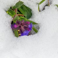 В снежном плену. Первоцветы. Медуница. После майского снегопада. :: Алексей Трухин