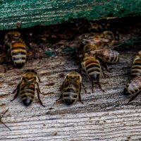 Самаркандские пчелы :: Светлана SvetNika17