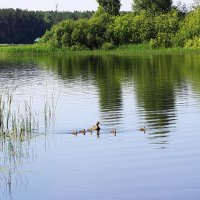 Утка с утятами :: Александр Щеклеин