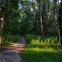 Июль в Лосином острове :: Андрей Лукьянов