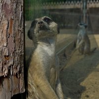 В зоопарке 4. Жизнь за стеклом. :: Igor 