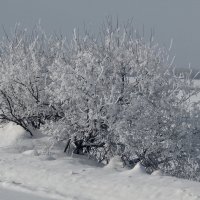 Зима,куст у дороги. :: сергей 