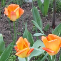 Три оранжевых тюльпана :: Дмитрий Никитин