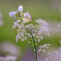 Порхаюшие бабочки :: Николай Соколухин