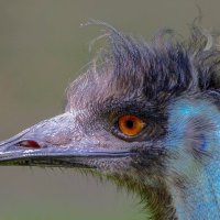 Emu :: Al Pashang 