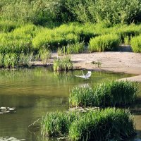 Белая цапля на берегу Хопра. :: Восковых Анна Васильевна 