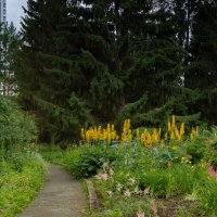 Фото.25.07.2024.Екатеринбург.Пасмурным днём в Ботаническом Саду :: Михаил Пименов