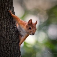 Белочка из Нескучного сада :: Игорь Сарапулов