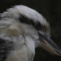 Kookaburra :: Al Pashang 