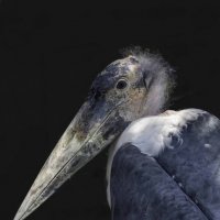 Marabou stork :: Al Pashang 