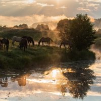 Раннее утро летнего выгула. :: Виктор Евстратов