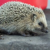 Hedgehog on old roofing material | 1 :: Sergey Sonvar