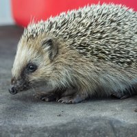 Hedgehog on old roofing material | 4 :: Sergey Sonvar