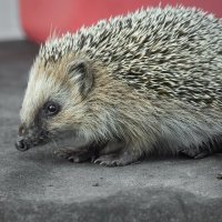 Hedgehog on old roofing material | 10 :: Sergey Sonvar