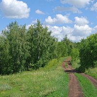 В поисках грибных мест.. :: Андрей Заломленков