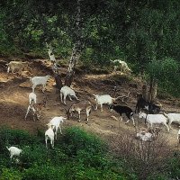 Пастораль.... :: Владимир Шошин